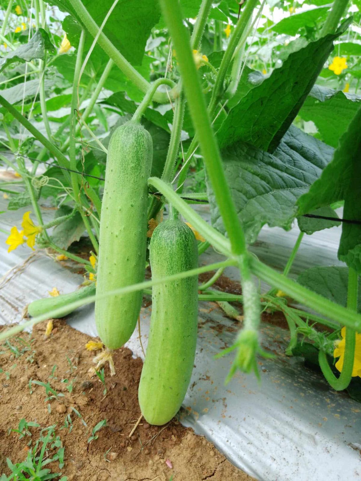 व्यवसायिक काक्रो खेतीमा कृषक आकर्षित