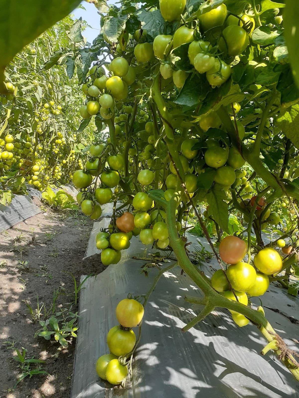 व्यवसायिक गोलभेडा खेतीमा कृषक आकर्षित