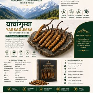 YARSAGUMBA (Cordyceps Sinensis)